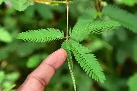 What are the benefits/Uses/Fayde of Lajwanti Chui Mui - Mimosa pudica,what are its other names in India, what are the side effects, how should it be taken, and what are some homemade remedies involving it?