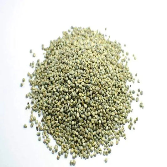Pearl Millet / बाजरा /  बाजरी / Pennisetum glaucum