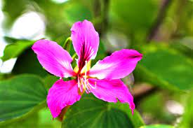 What are benefits, other names, potential side effects, usage, and homemade remedies:of Kachnar Mountain Ebony Bauhinia Variegata