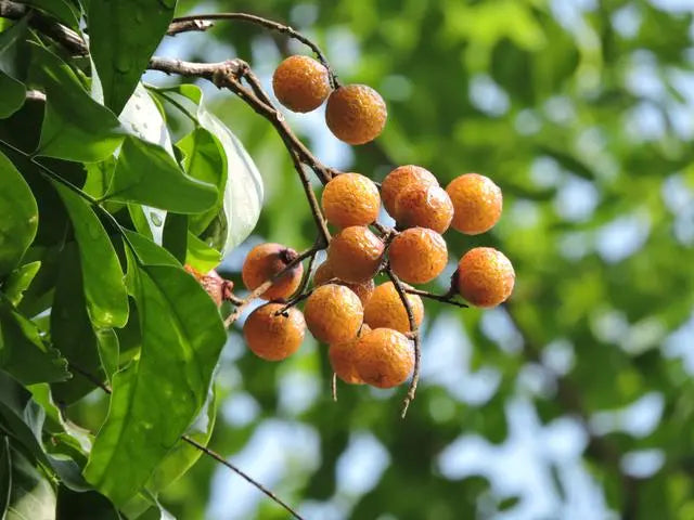 What are the benefits/Uses/Fayde of Soapnut or Reetha, what are its other names in India, what are the side effects, how should it be taken, and what are some homemade remedies involving it