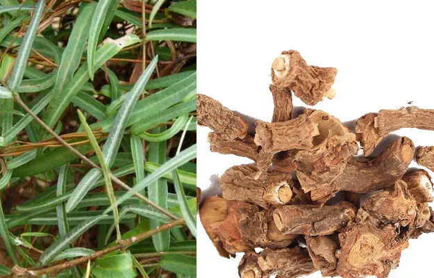 What are the benefits/Uses/Fayde of Anantmool or Hemidesmus indicus, what are its other names in India, what are the side effects, how should it be taken, and what are some homemade remedies involving it?