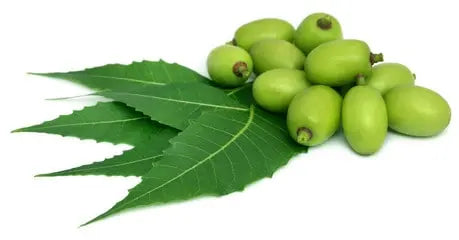 What are benefits of Neem seed,Neem Powder,Neem Leaves patta and Churna ,Neem Chal Bark and Powder? - Nutrixia Food