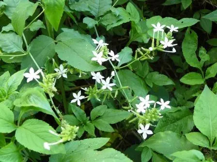 What are the benefits/Uses/Fayde of Chitrak / चित्रक / Plumbago Indica ,what are its other names in India, what are the side effects, how should it be taken, and what are some homemade remedies involving it
