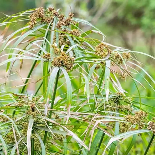 What-are-the-benefits-Uses-Fayde-of-Nagarmotha-न-गरम-थ-Sedge-Root-Cyperus-rotundus-what-are-its-other-names-in-India-what-are-the-side-effects-how-should-it-be-taken-and-what-are-some-homemade-remedies-involving-it Nutrixia Food