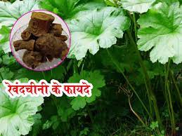 What are the benefits/Uses/Fayde of  Revanchini Lakdi -Revand Khatai-Rheum emodi, what are its other names in India, what are the side effects, how should it be taken, and what are some homemade remedies involving it?