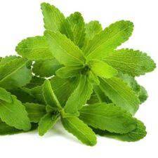 what are benefits of Stevia Pan / Mithi Tulsi / Stivia Leaves  Stevia Rebaudiana and its home made remedies