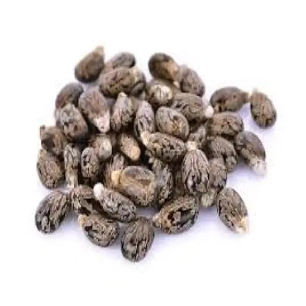 Caster Seed / ढलाईकार बीज /  एरंडेल बियाणे /  Ricinus communis