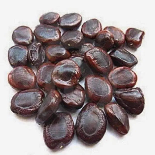 Imli Beej  / इमली बीज  /  Tamarind Seeds / Tamarindus Indica