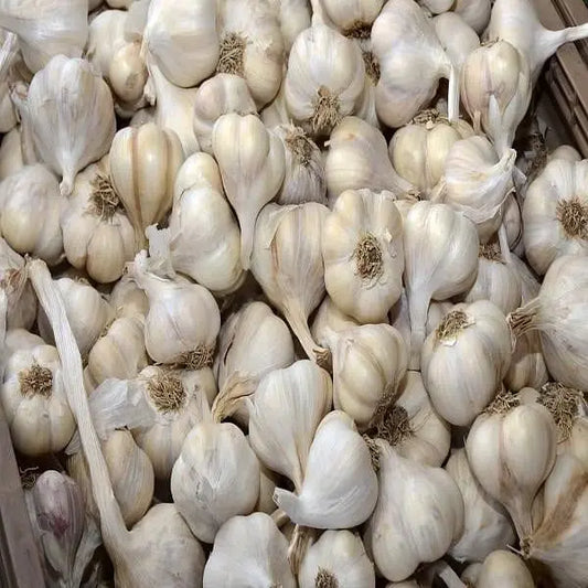 Garlic / लहसुन / Lahsun / llium sativum
