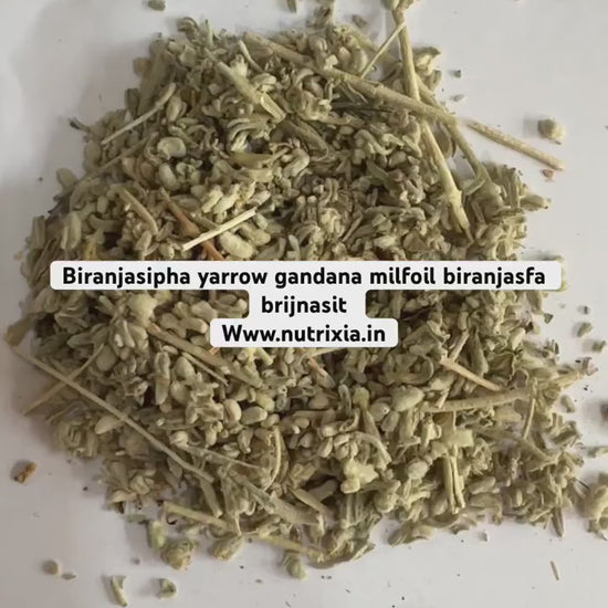 Biranjasipha- Gandana - Achillea millefolium - Yarrow - Milfoil - Biranjsafa