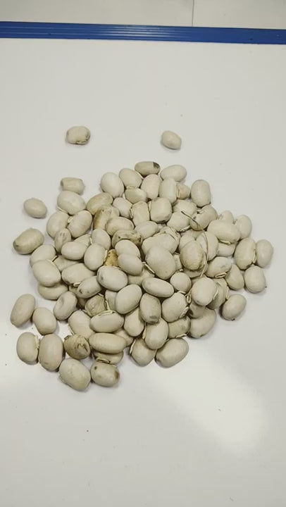 Kaunch Seeds  / Kauch Beej  / कौच बीज /  Konch / Mucuna pruriens