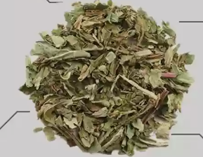 Singparni Powder-Dandelion Leaves patte - Singhparni Patta Dry- Taraxacum Officinale-Singparni Nutrixia