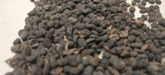 Babchi Seeds – Bakuchi Seeds – Bavachi Beej – Bavchi Beej -Nutrixia Food