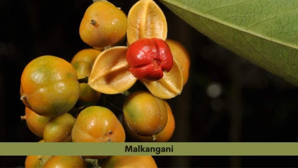 Malkangani  It is also known as Jyotishmati, intellect tree, staff tree, or black oil plant or tree of Life