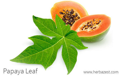 Papaya Pan Leaf Powder -Nutrixia Food